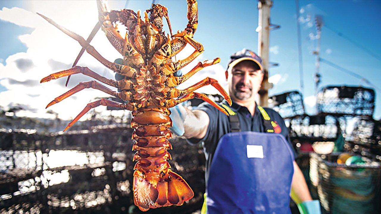 Aussie Lobster Men|Aussie Lobster Men