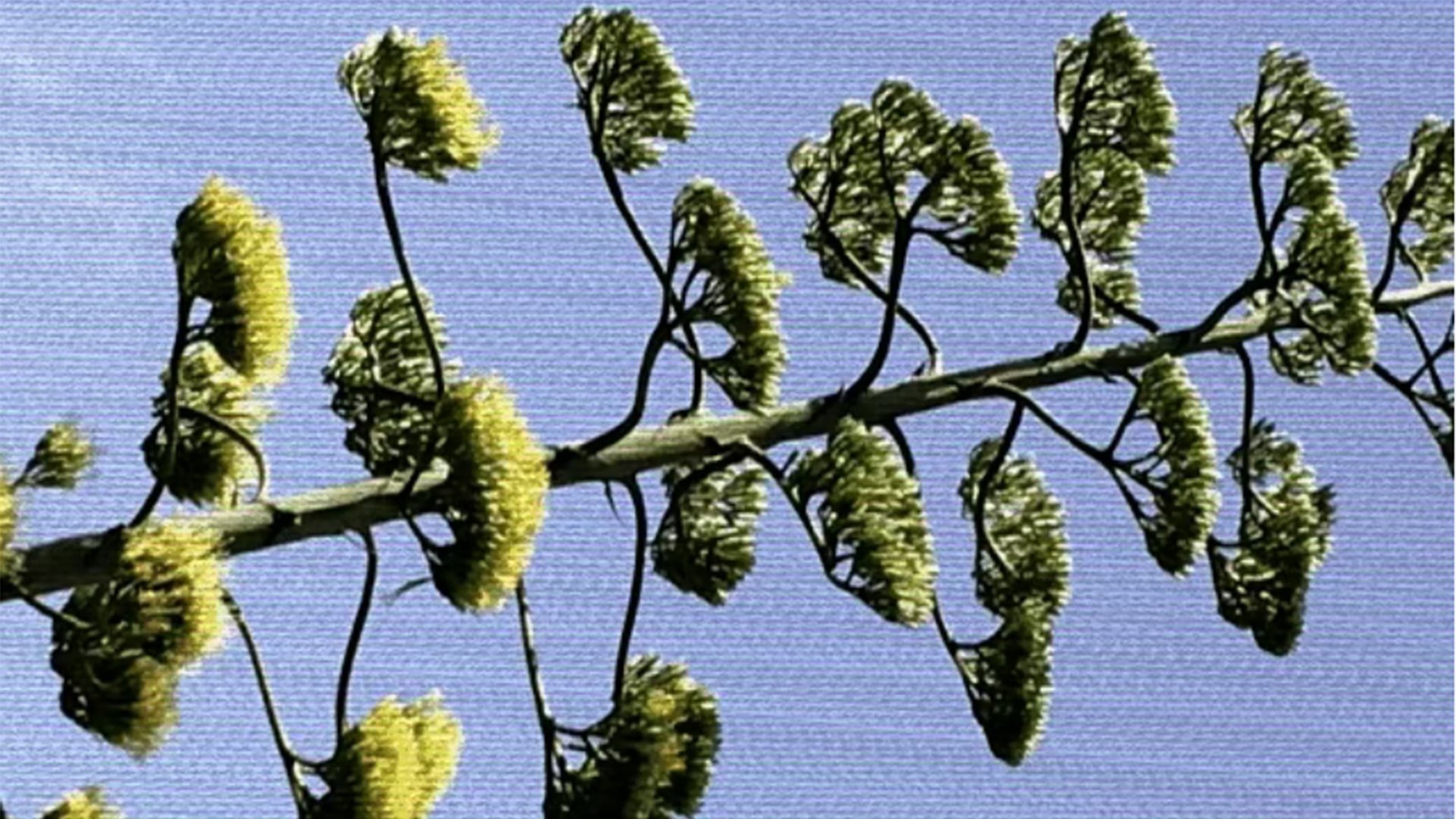 Plant X|Plant X