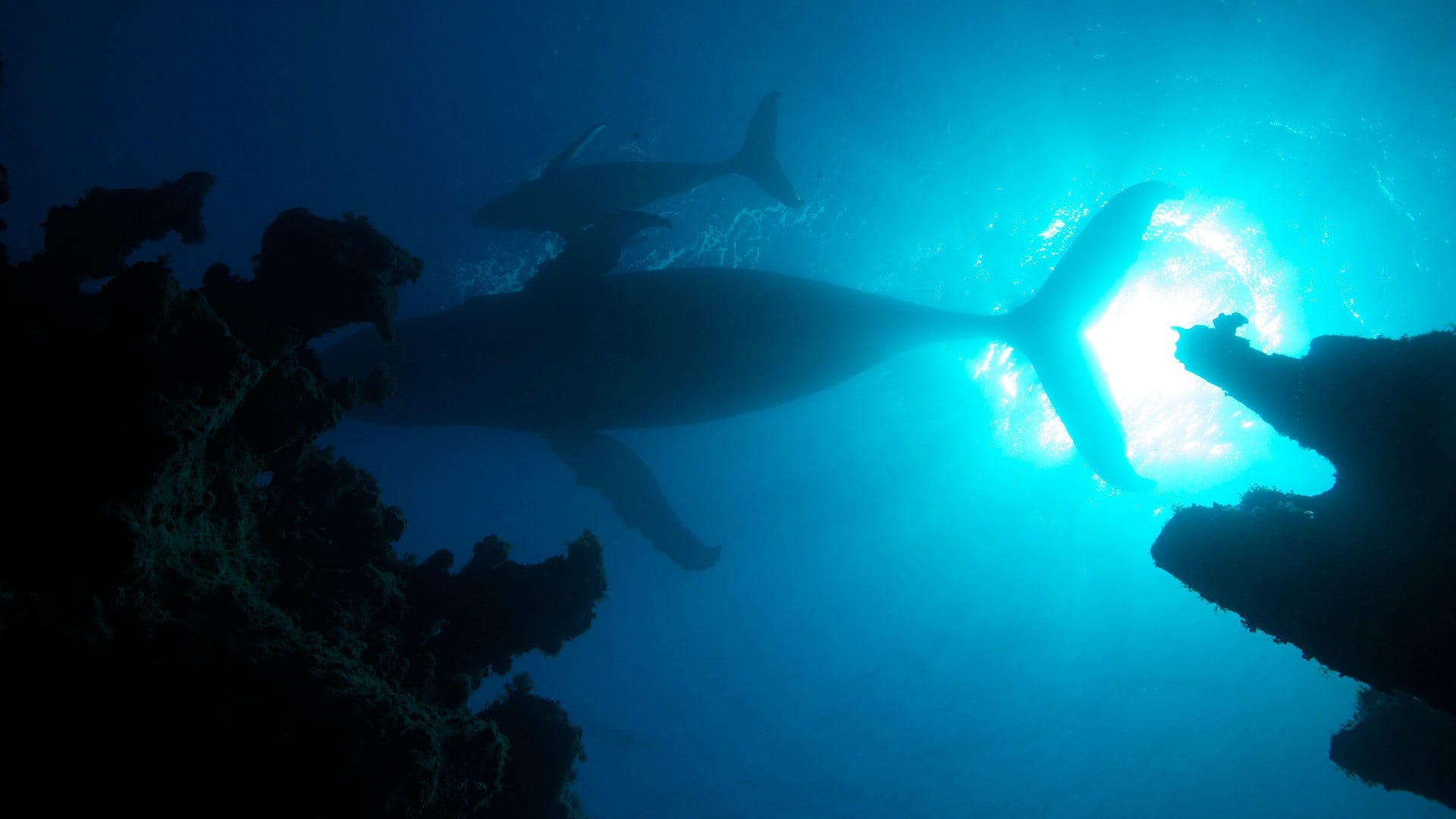 Atlantic: The Wildest Ocean on Earth|Atlantic: The Wildest Ocean on Earth