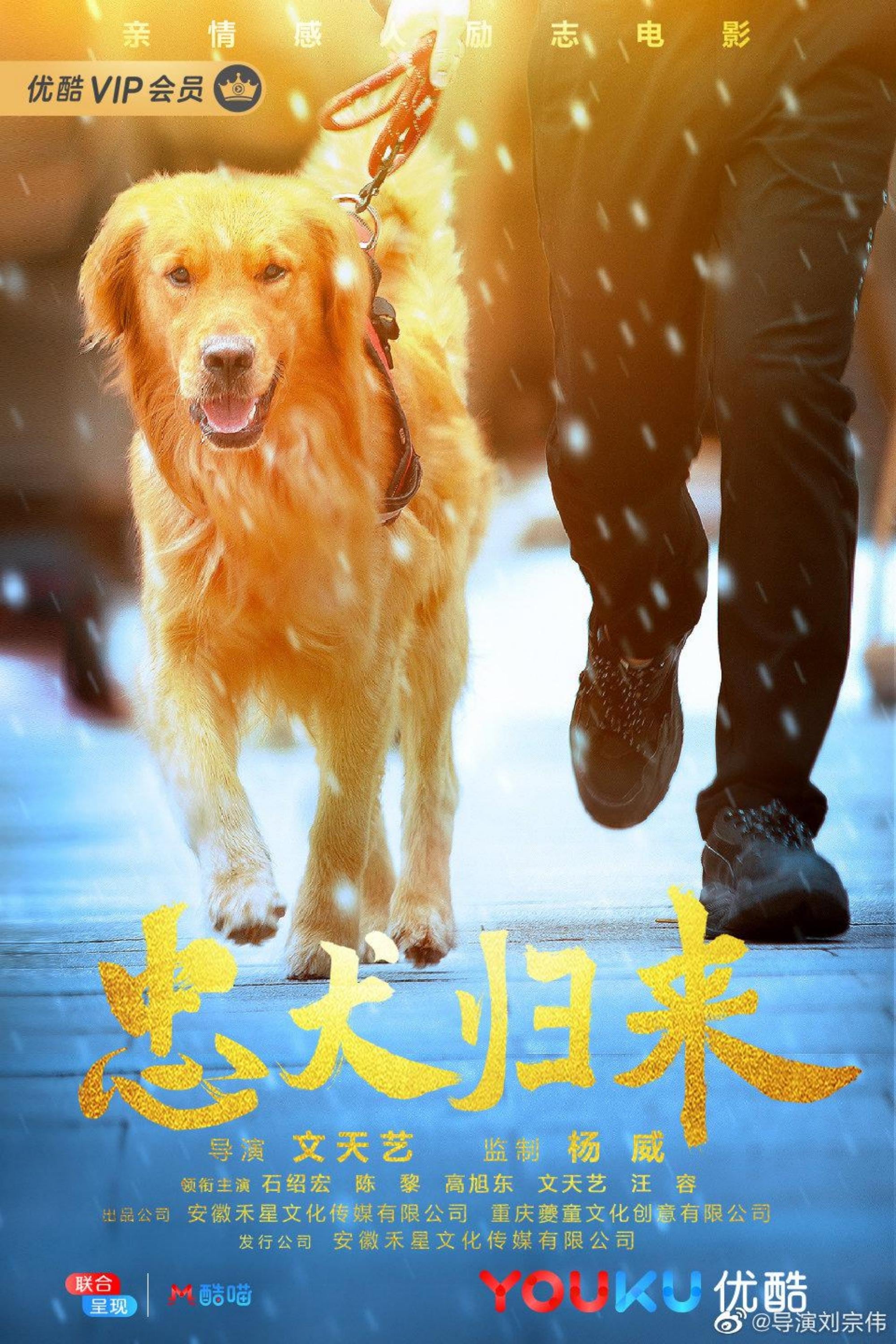 忠犬归来 | 忠犬归来