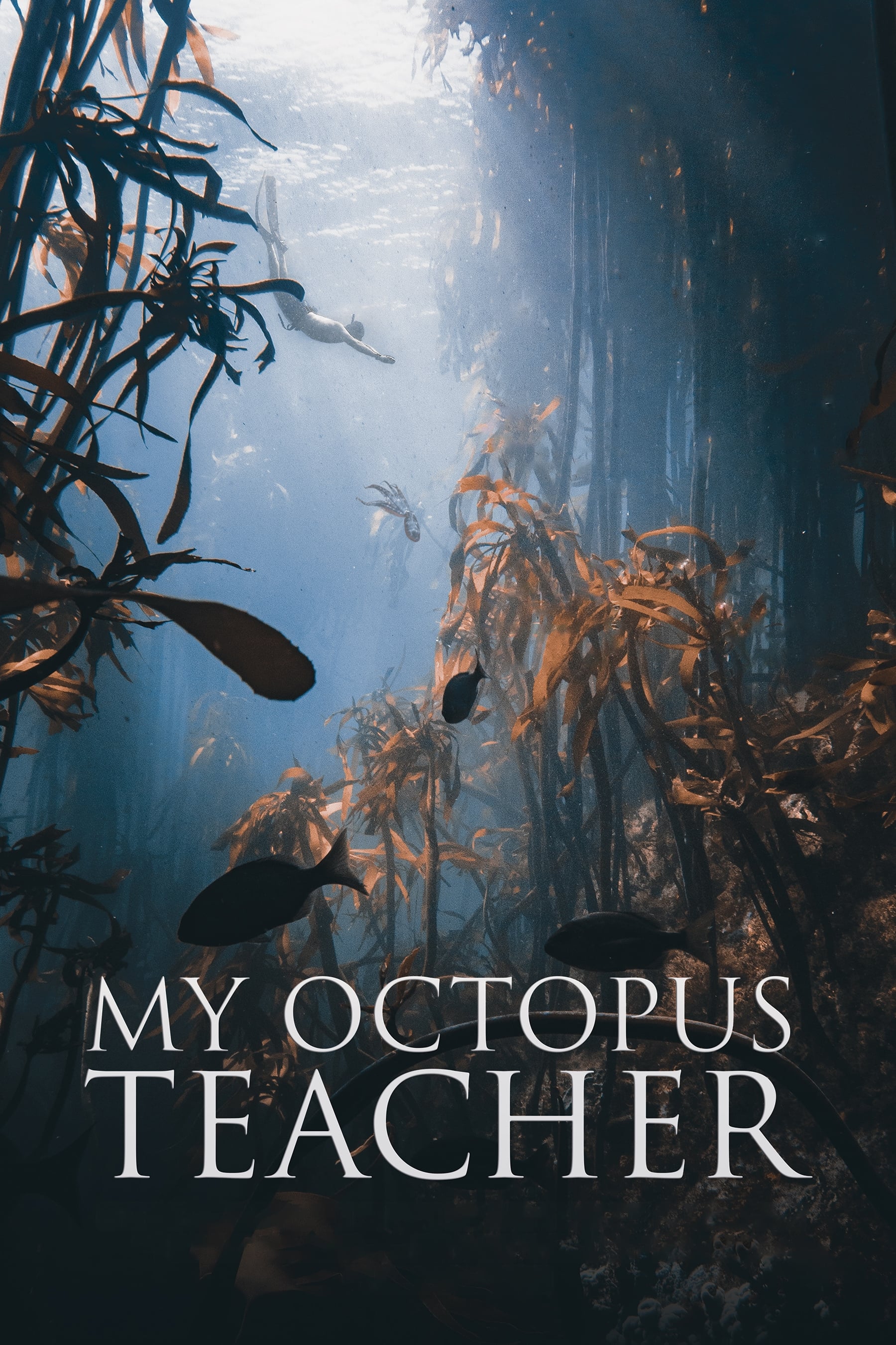 My Octopus Teacher | My Octopus Teacher