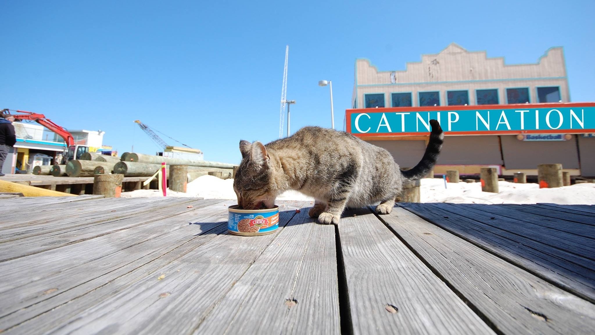 Catnip Nation|Catnip Nation