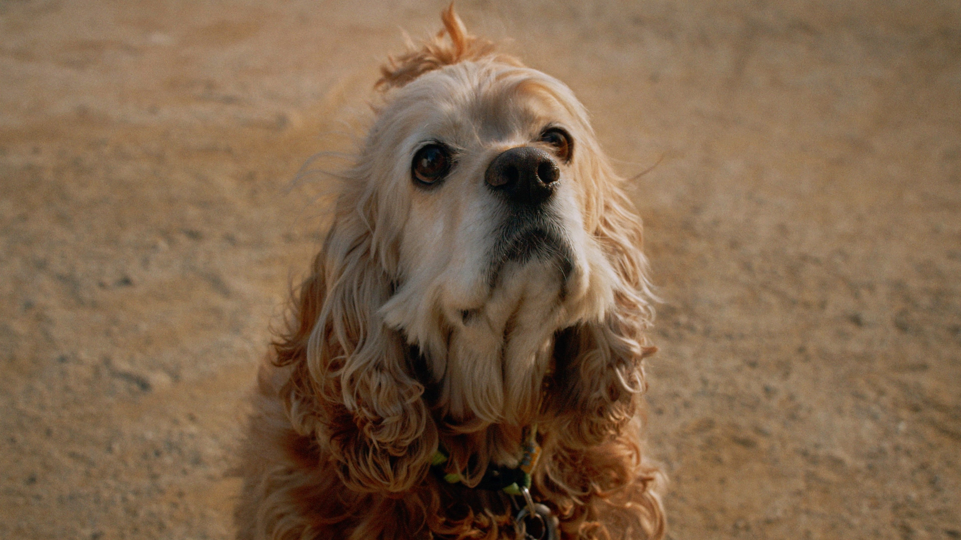 Dog in Translation|Dog in Translation