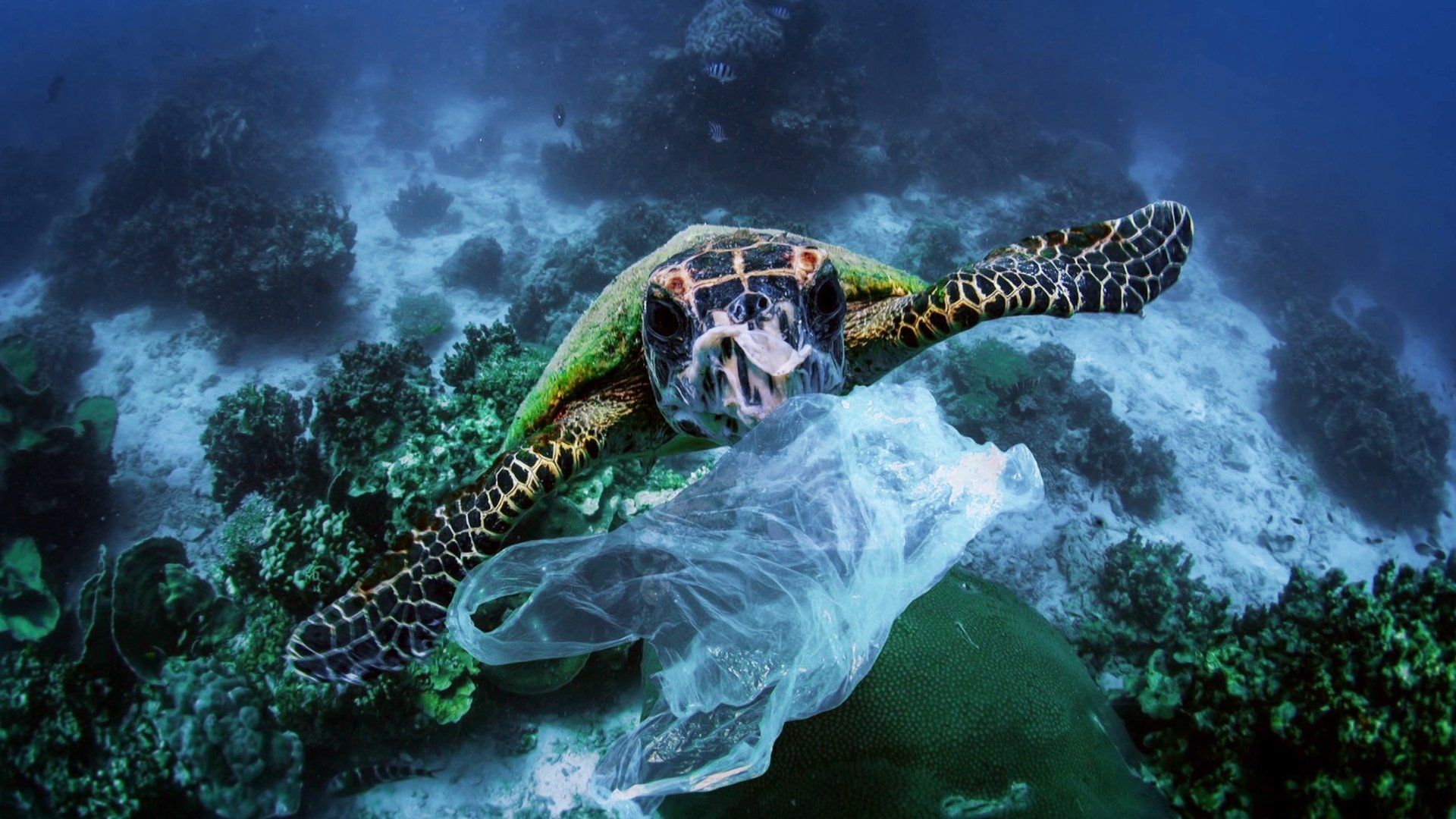 Cher plastique, une histoire d'amour toxique|Cher plastique, une histoire d'amour toxique