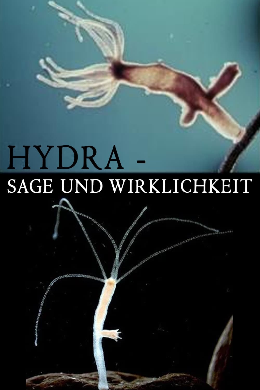 Hydra - Sage und Wirklichkeit | Hydra - Sage und Wirklichkeit