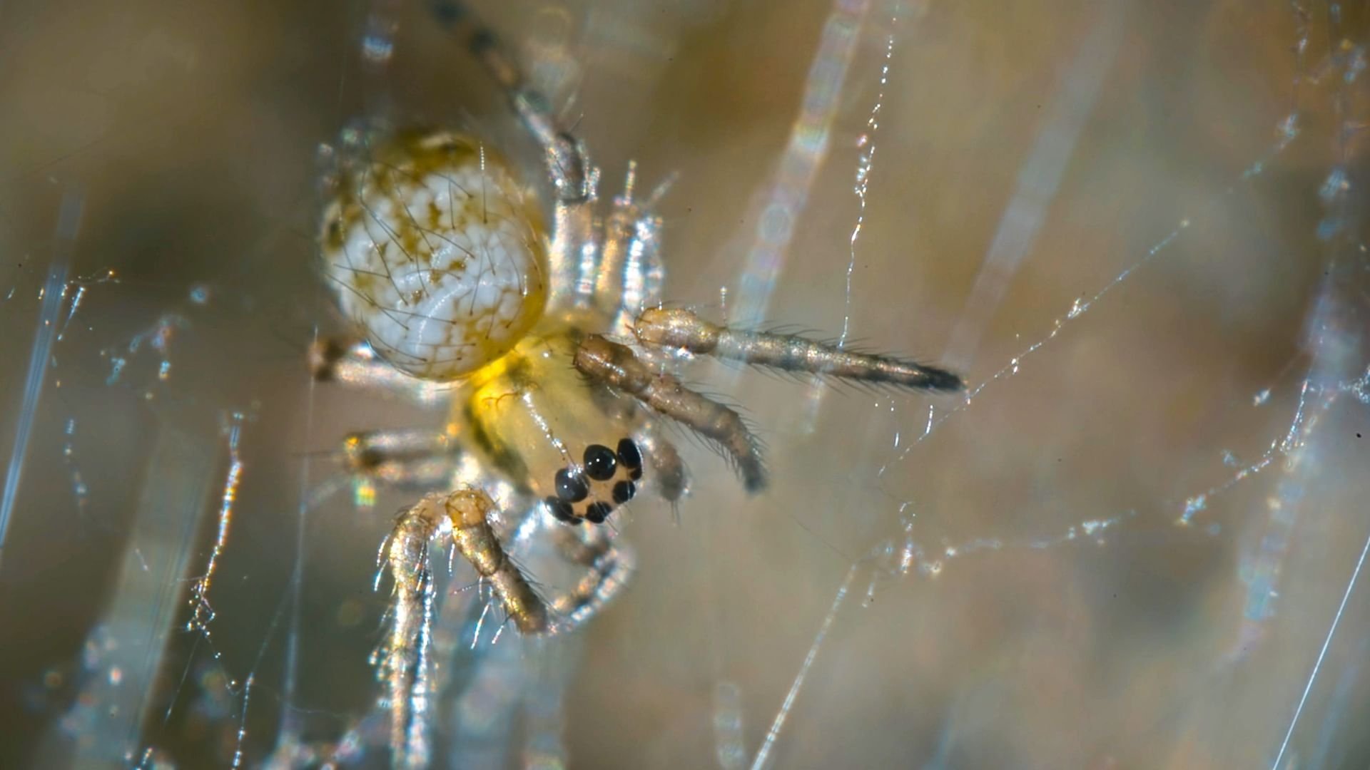 Nos chères bestioles|Nos chères bestioles