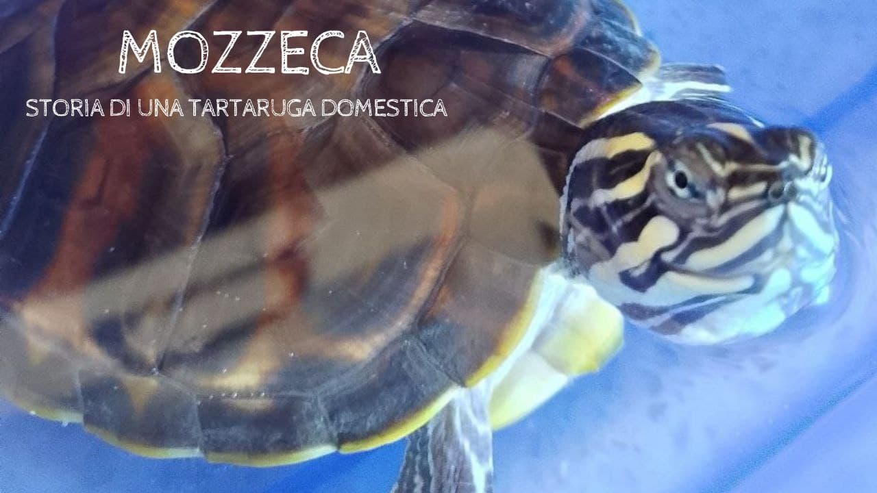 Mozzeca|Mozzeca