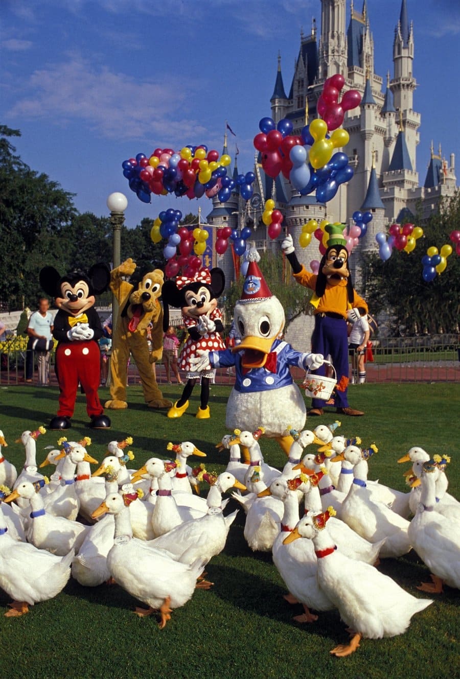 Donald Duck's 50th Birthday | Donald Duck's 50th Birthday