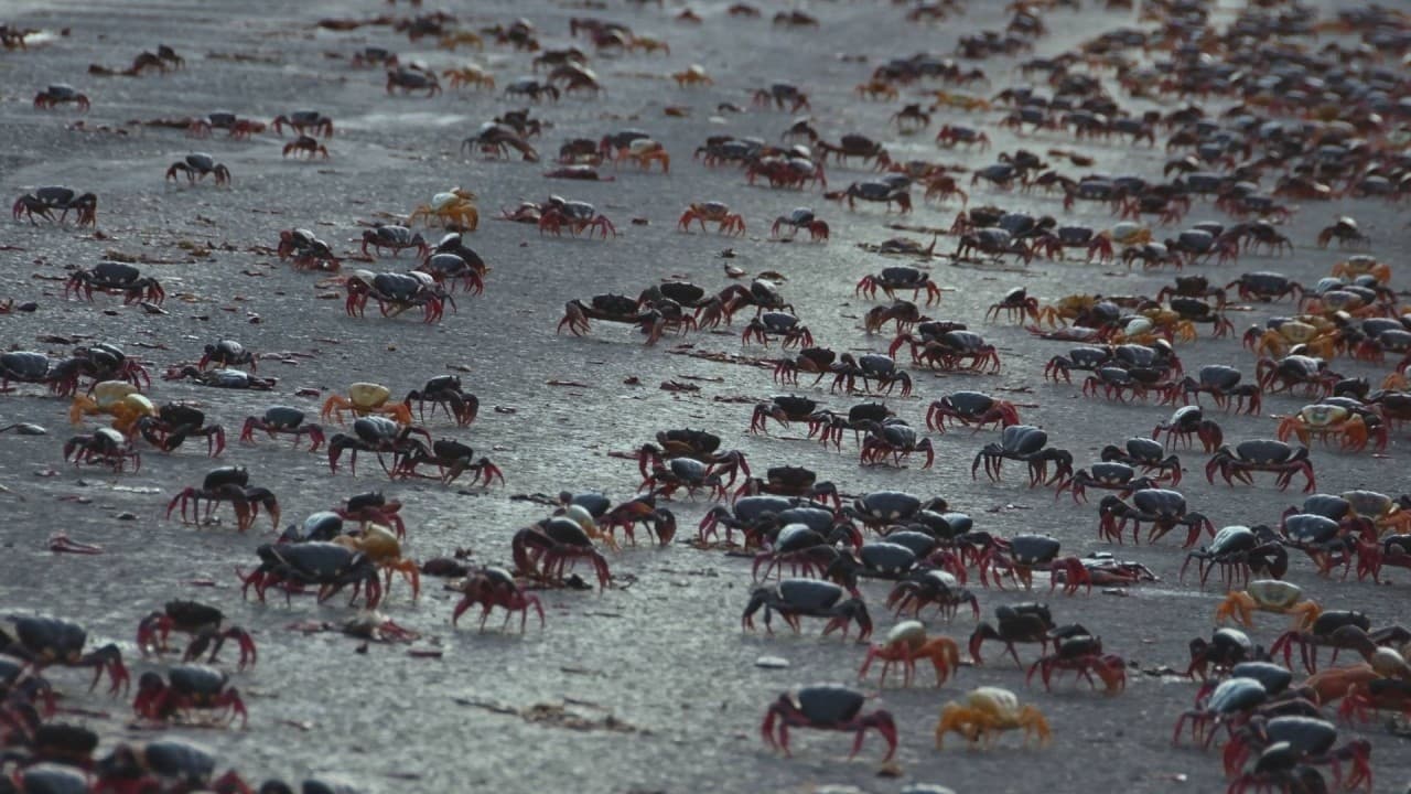 Providencia March of the Crabs|Providencia March of the Crabs