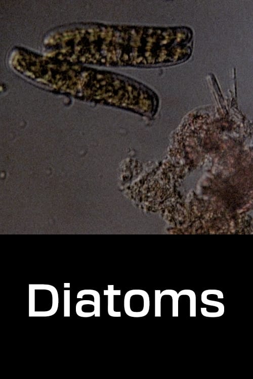 Diatomées