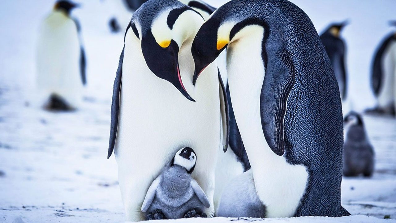 Snow Chick - A Penguin's Tale|Snow Chick - A Penguin's Tale