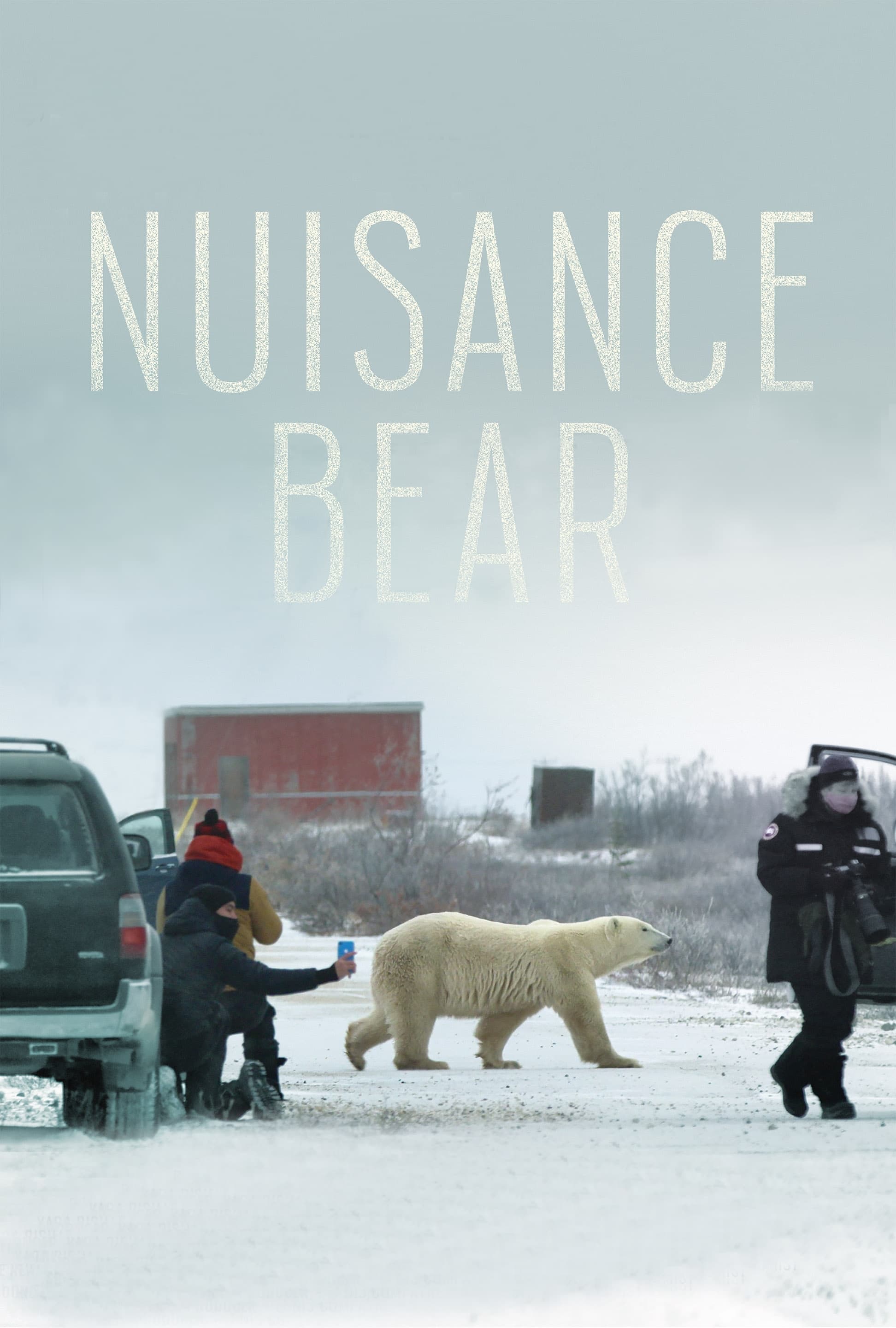 Nuisance Bear