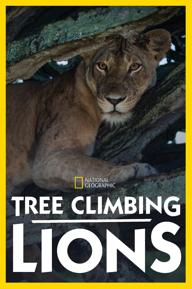 Tree Climbing Lions | Tree Climbing Lions