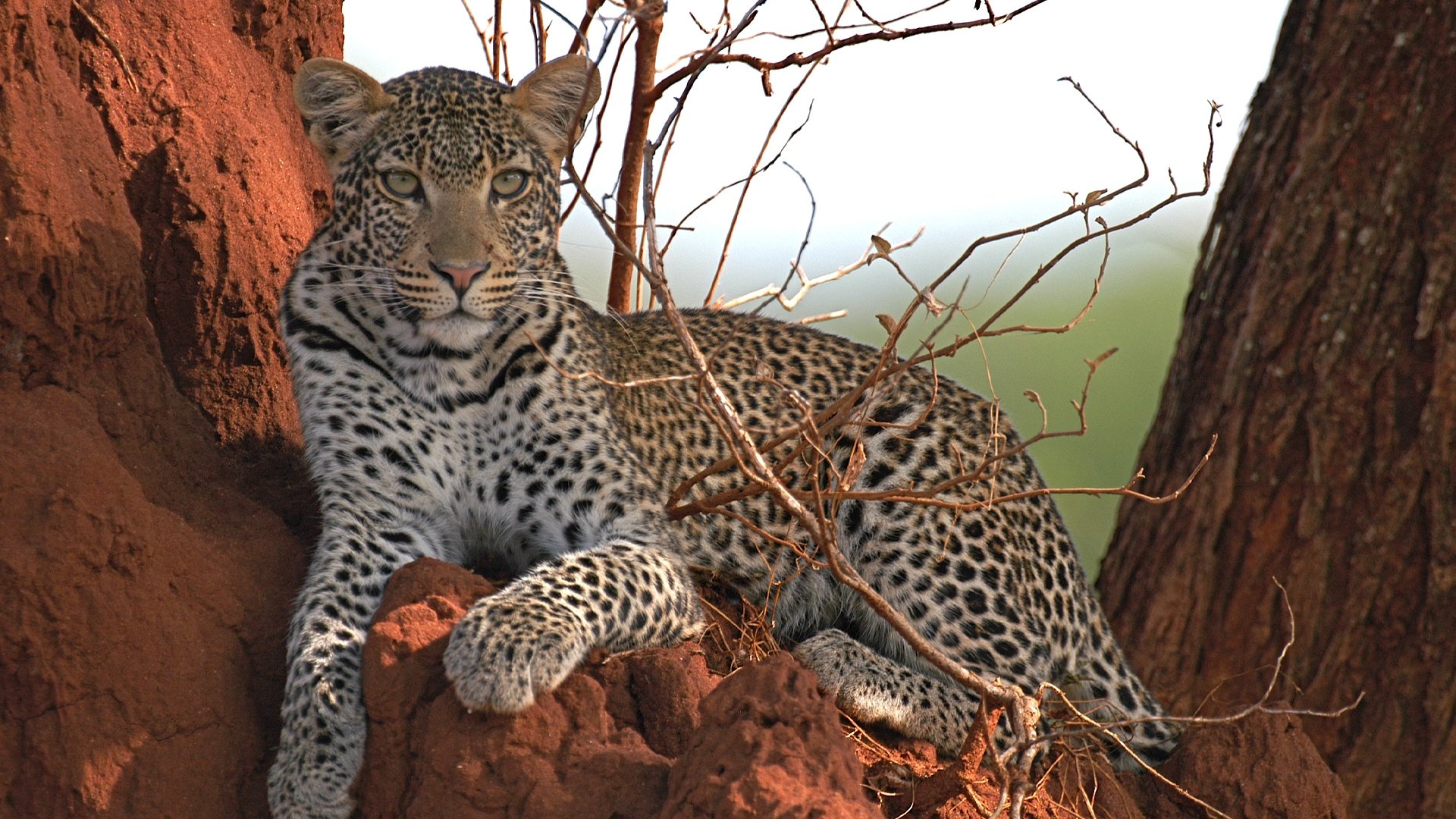 Surviving the Serengeti|Surviving the Serengeti