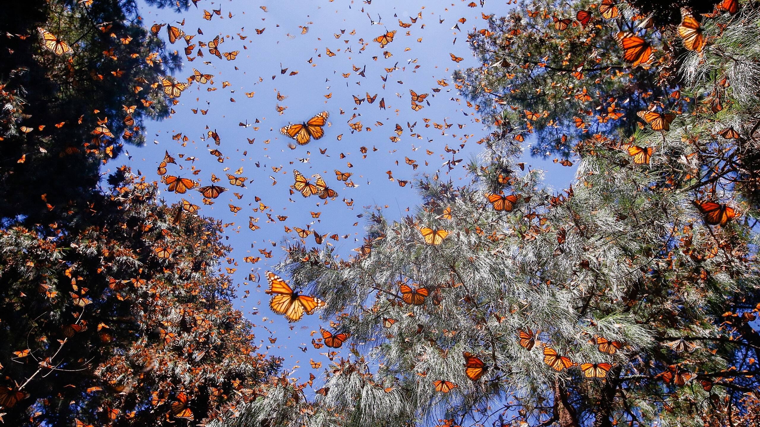 Flight of the Butterflies|Flight of the Butterflies