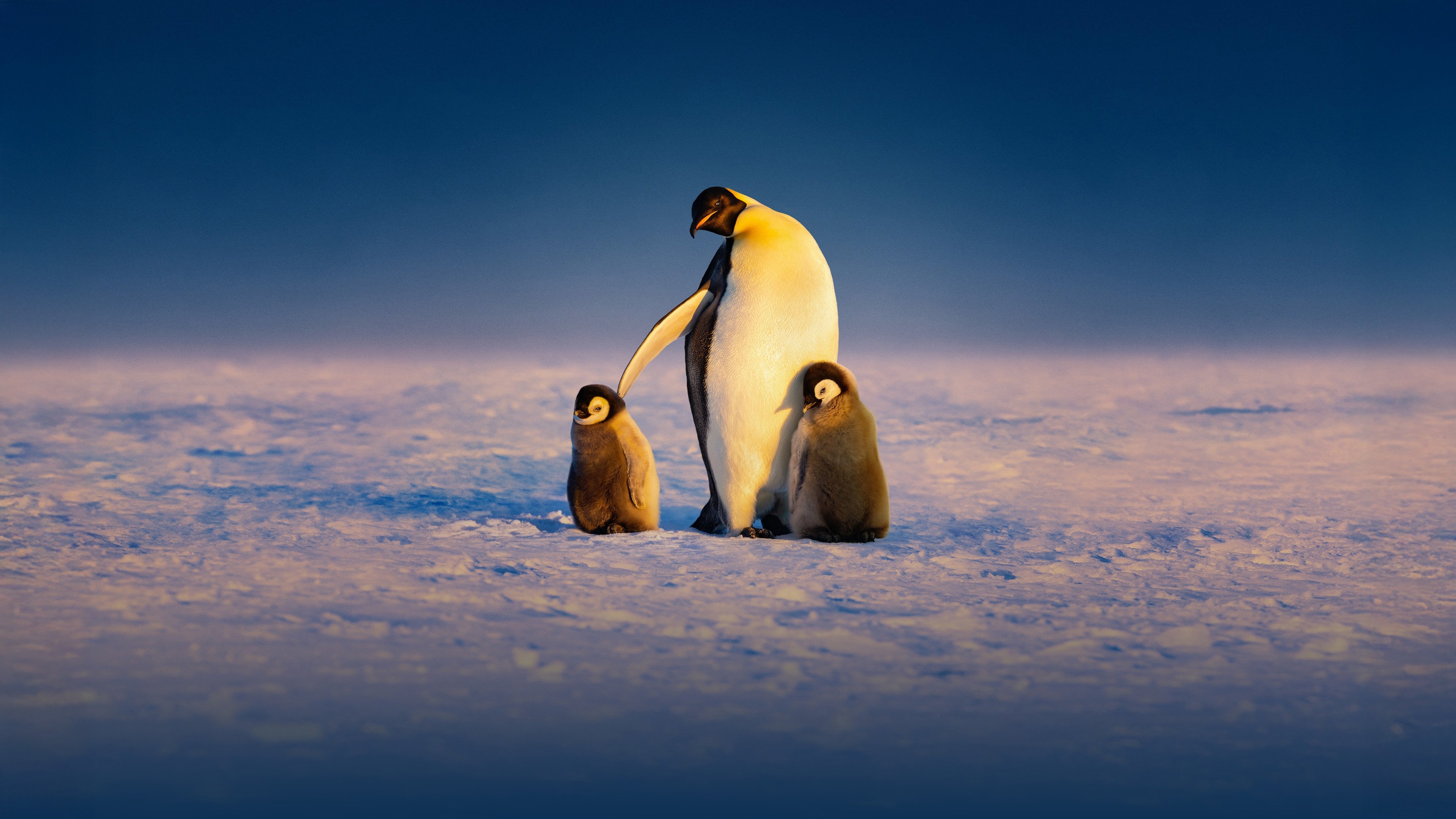 Secrets of the Penguins|Secrets of the Penguins