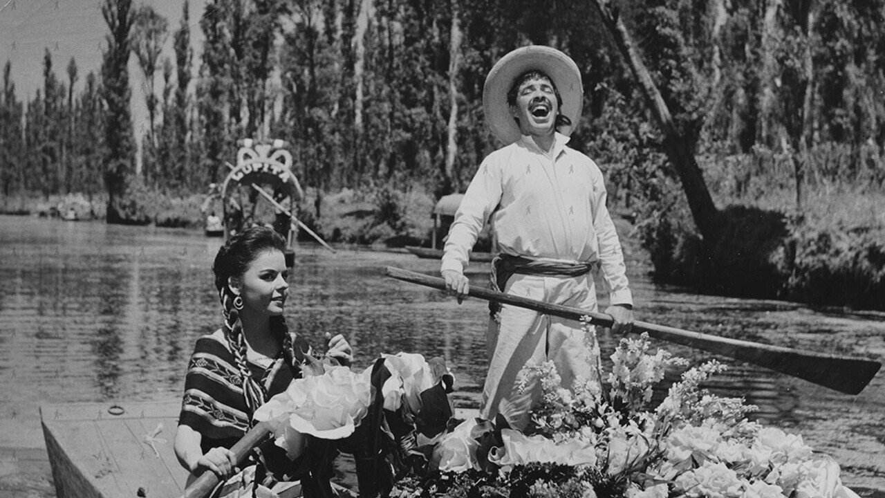 El Violetero|El Violetero