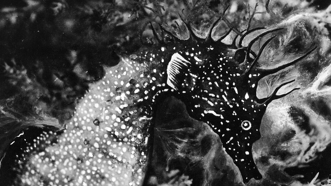 L'Hippocampe, ou 'Cheval marin'|L'Hippocampe, ou 'Cheval marin'