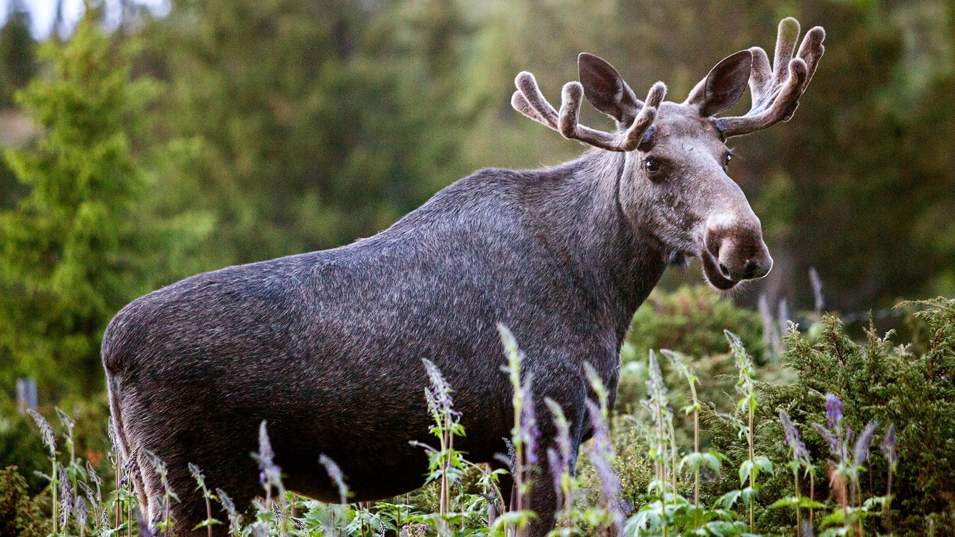 Den stora älgvandringen|Den stora älgvandringen