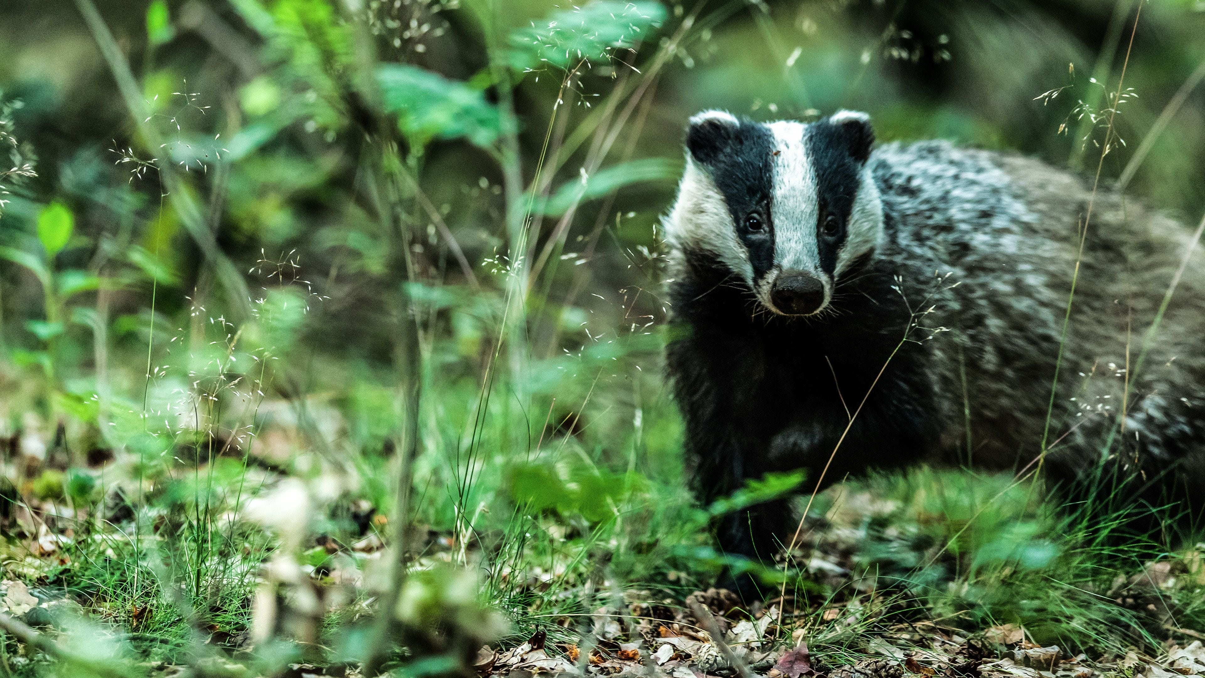 Badgers: Their Secret World|Badgers: Their Secret World