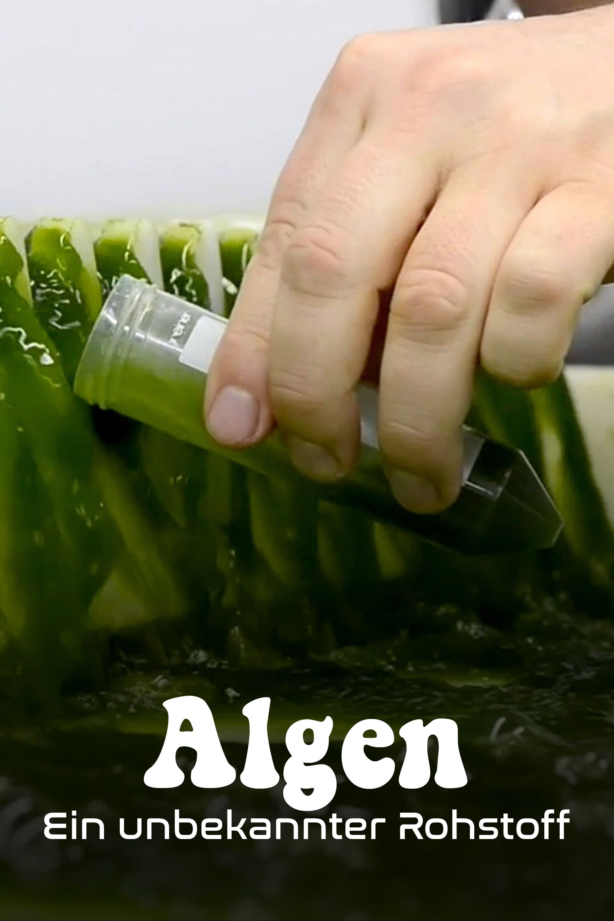 Algen: Ein unbekannter Rohstoff | Algen: Ein unbekannter Rohstoff