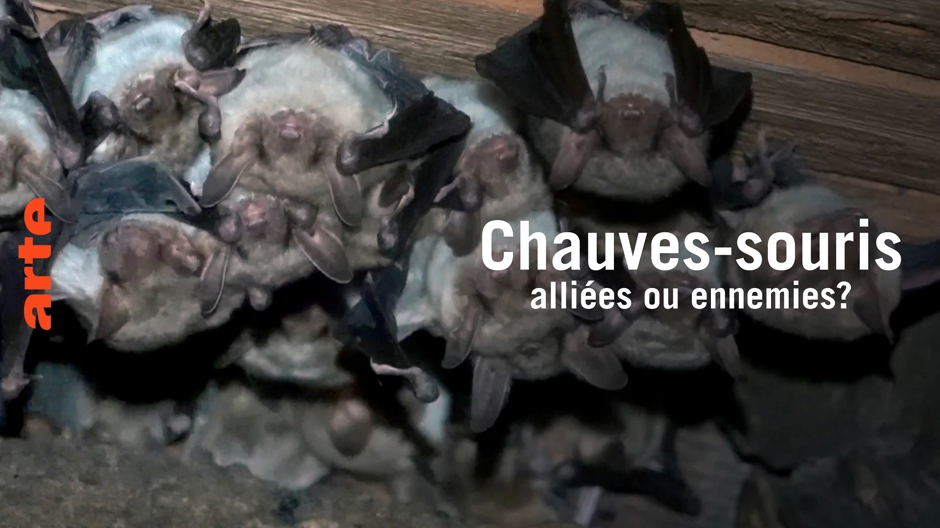 Chauve-souris: alliée ou ennemie?|Chauve-souris: alliée ou ennemie?