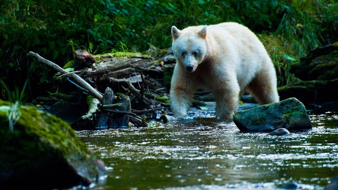 National Geographic: Nature Untamed|National Geographic: Nature Untamed