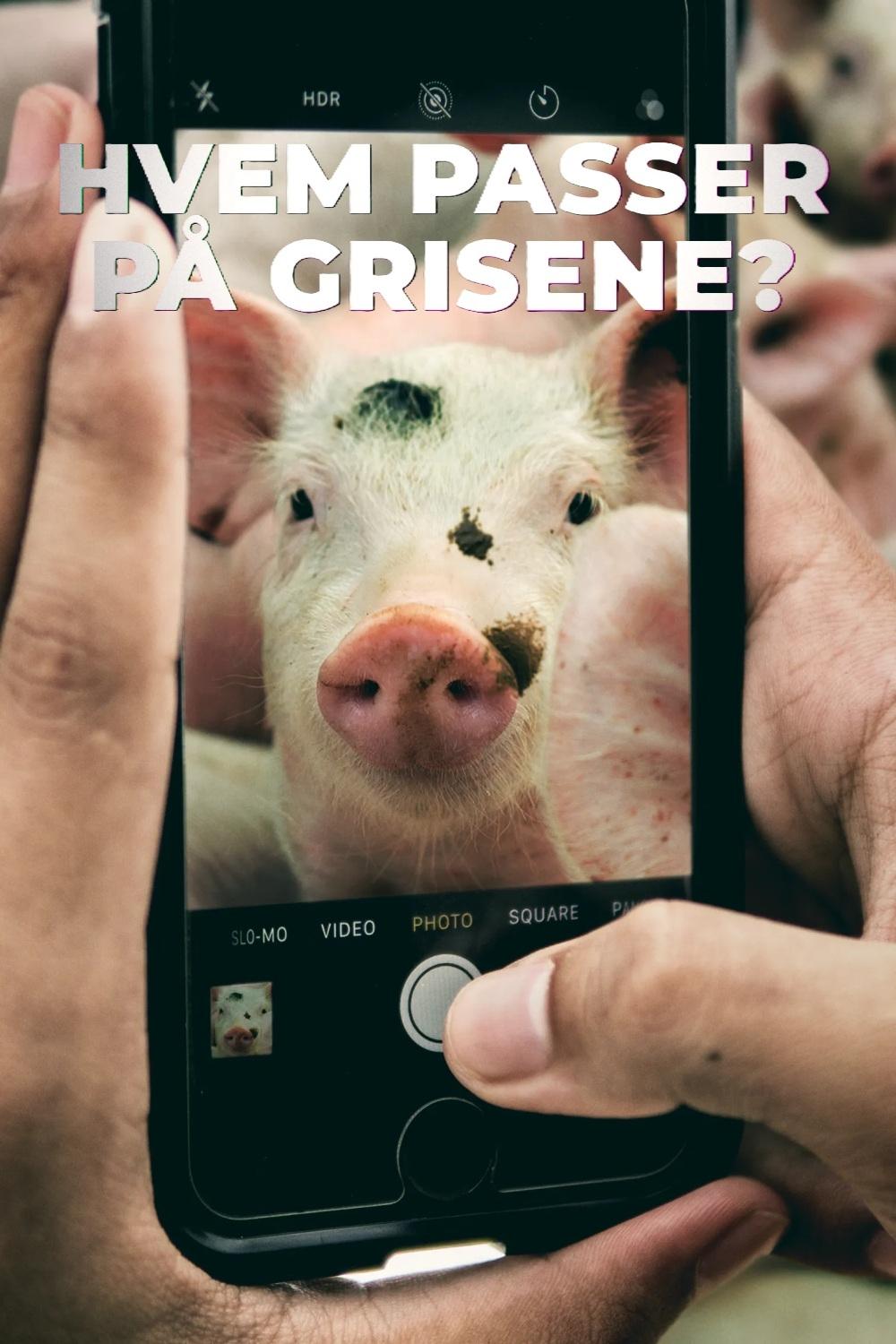 Hvem passer på grisene? | Hvem passer på grisene?