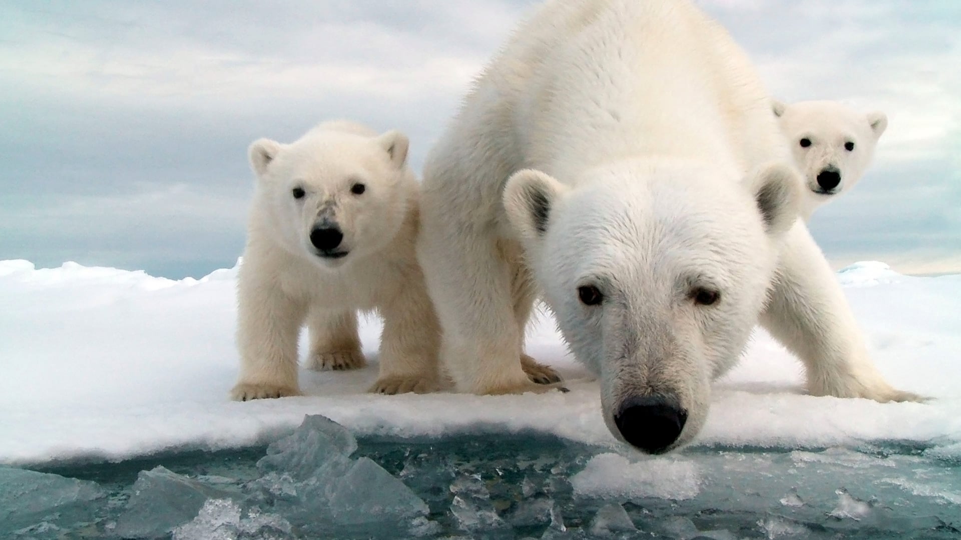 Snow Bears|Snow Bears