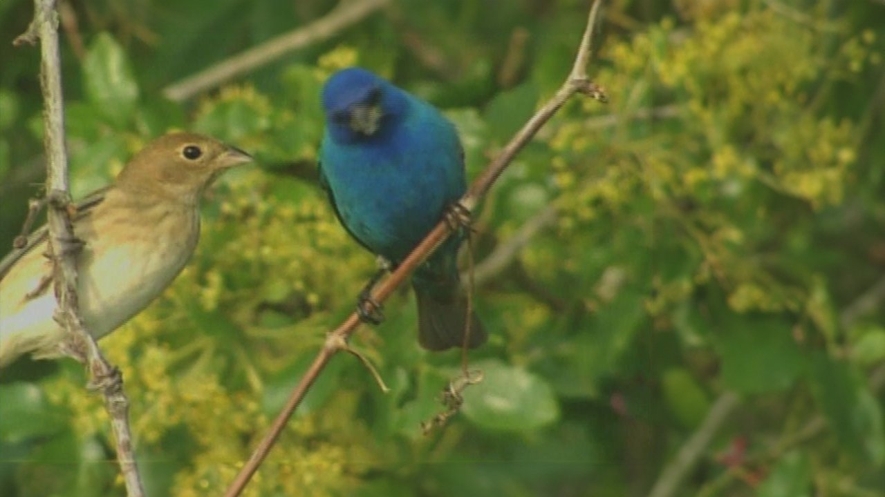Birdsong and Coffee: A Wake-Up Call|Birdsong and Coffee: A Wake-Up Call