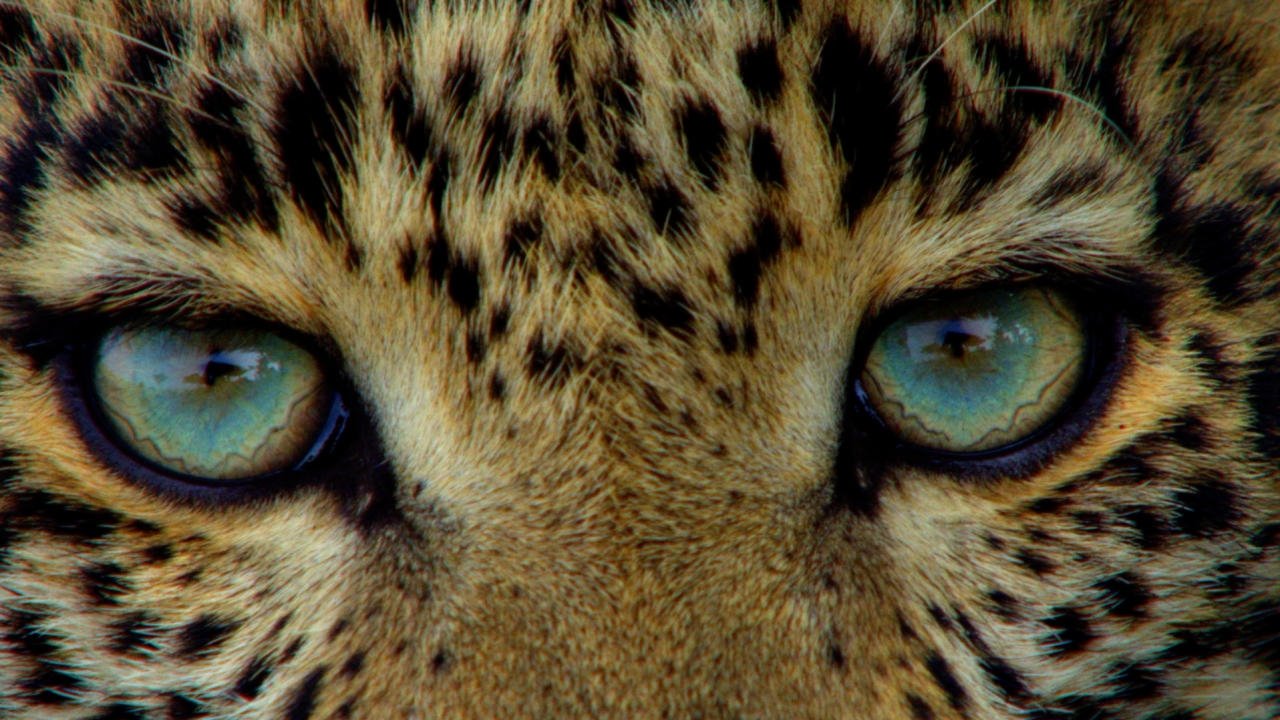 Big Cat Week|Big Cat Week