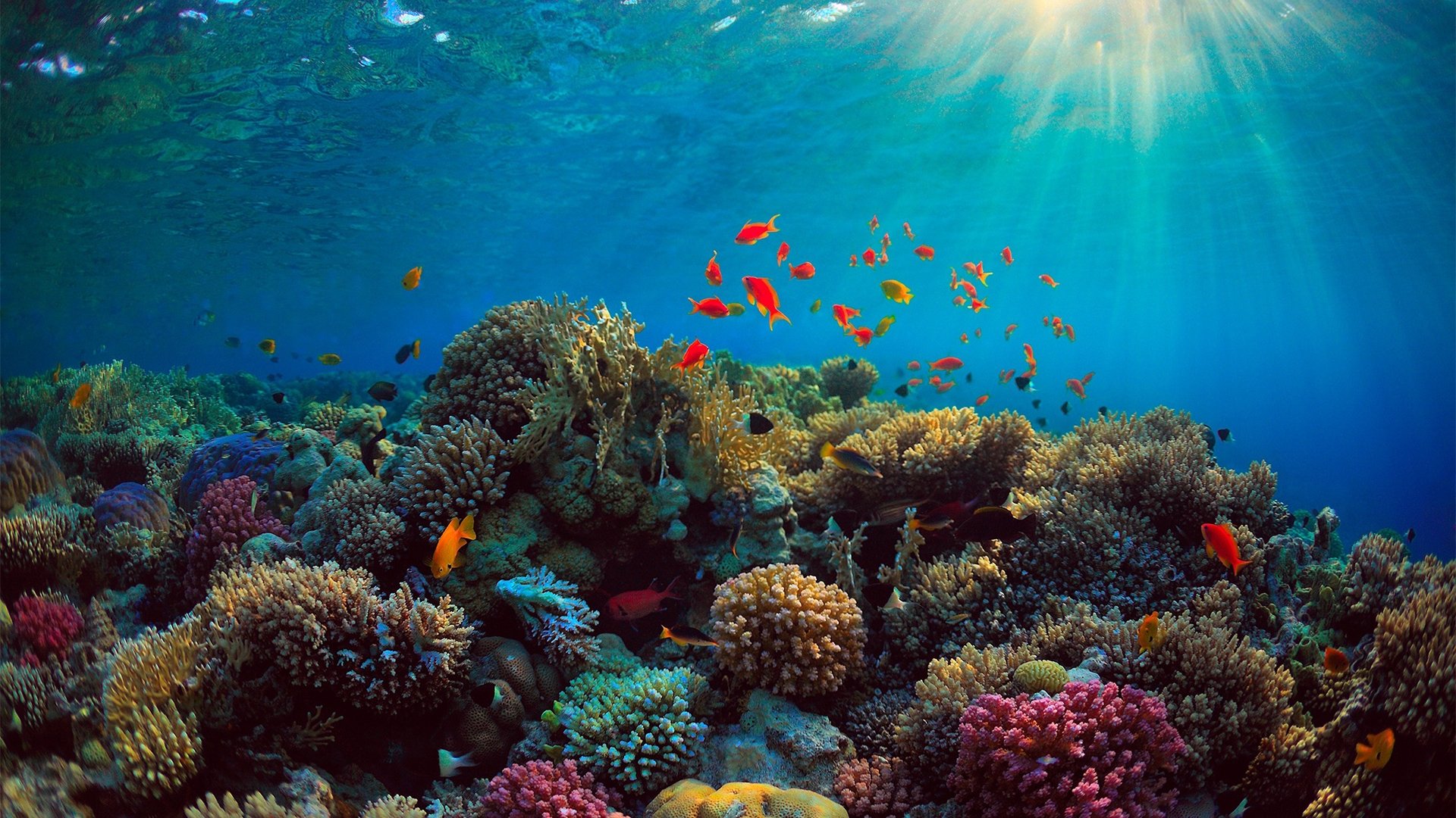 Can We Save the Reef?|Can We Save the Reef?