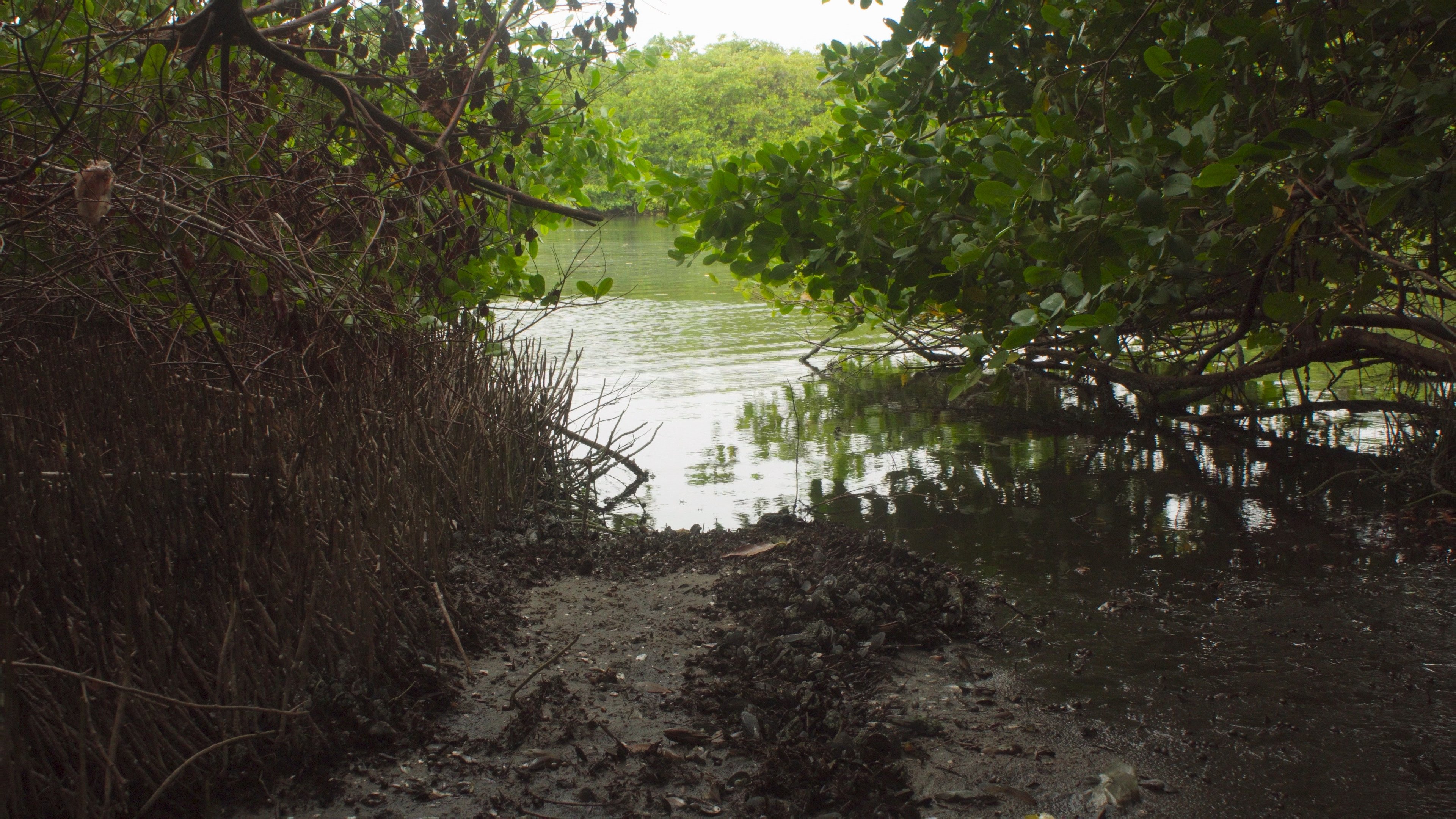 Akiechi Weimei, Mágico Manglar|Akiechi Weimei, Mágico Manglar