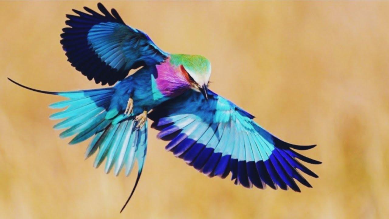 Birds|Birds