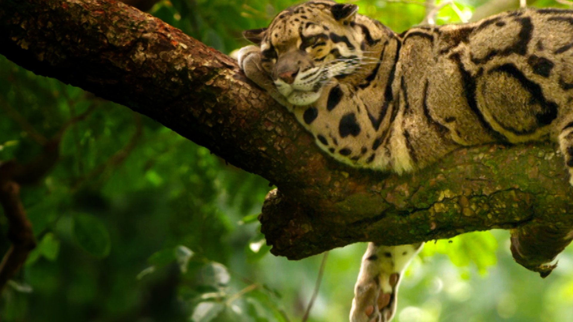 India's Wild Leopards|India's Wild Leopards