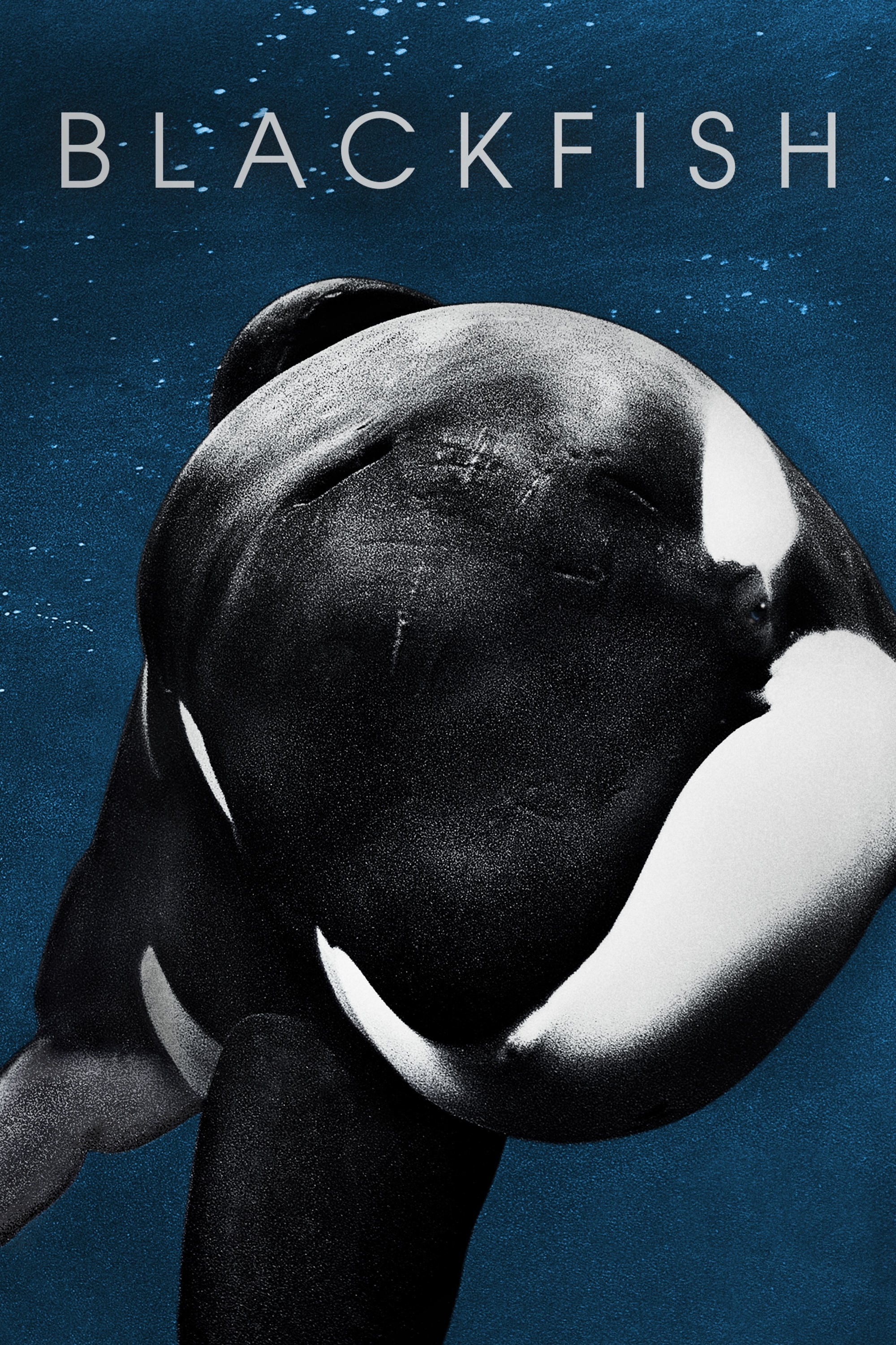 Blackfish | Blackfish