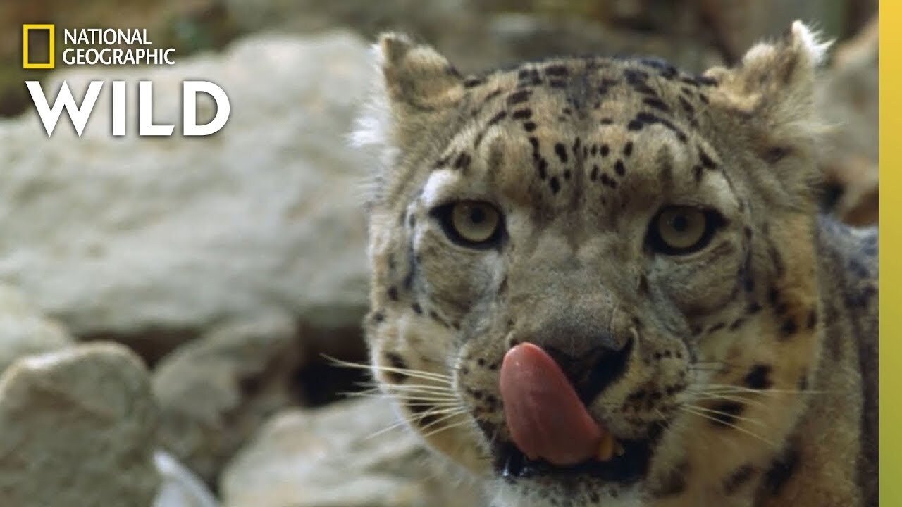 China's Wild Side|China's Wild Side