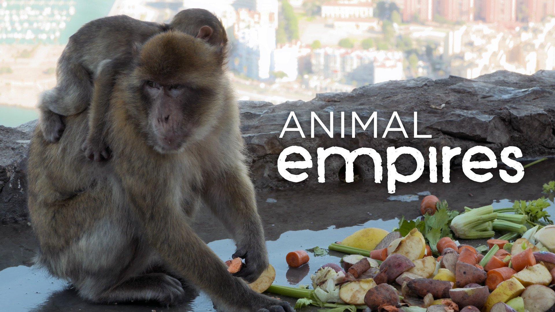 Animal Empires|Animal Empires