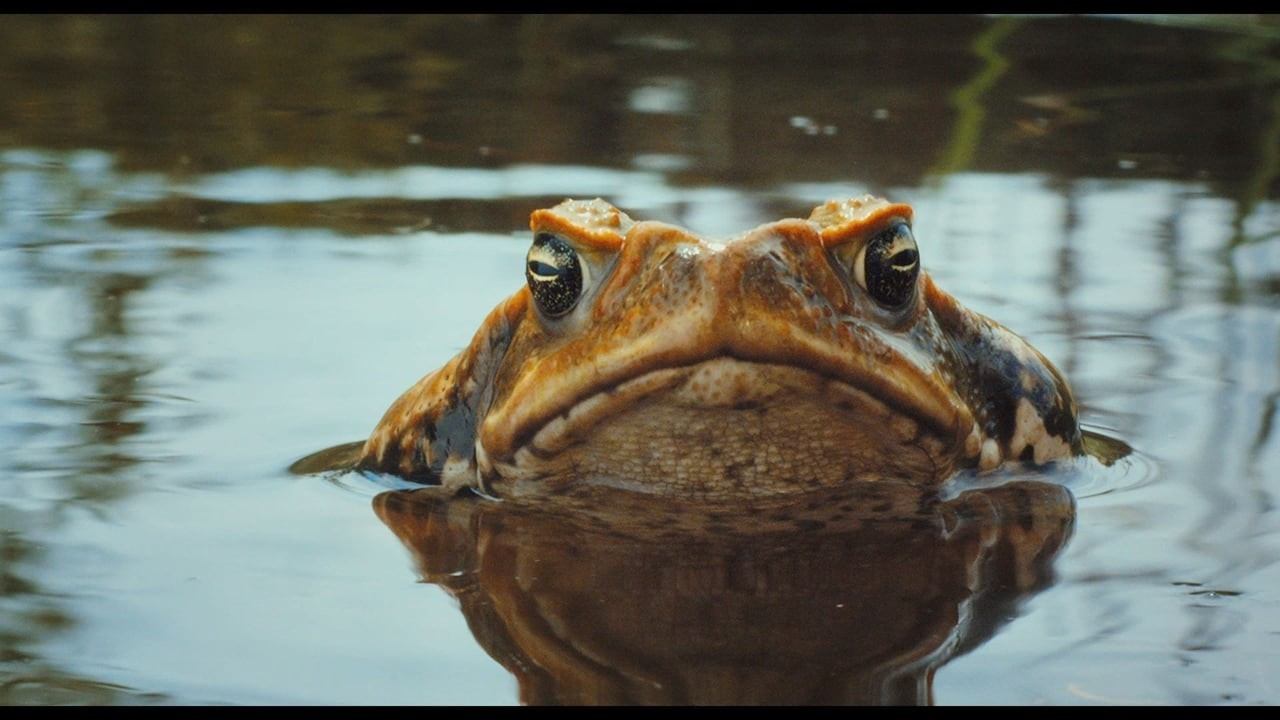 Cane Toads: The Conquest|Cane Toads: The Conquest