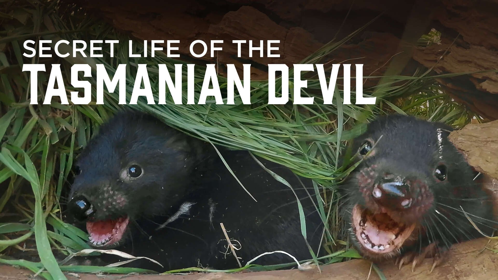 Secret Life Of The Tasmanian Devil|Secret Life Of The Tasmanian Devil