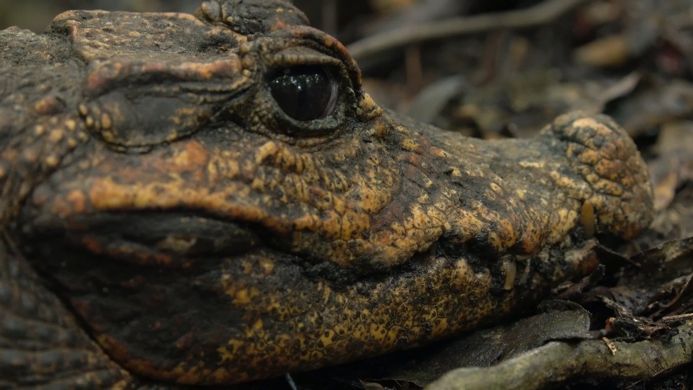 Cave Crocs of Gabon|Cave Crocs of Gabon