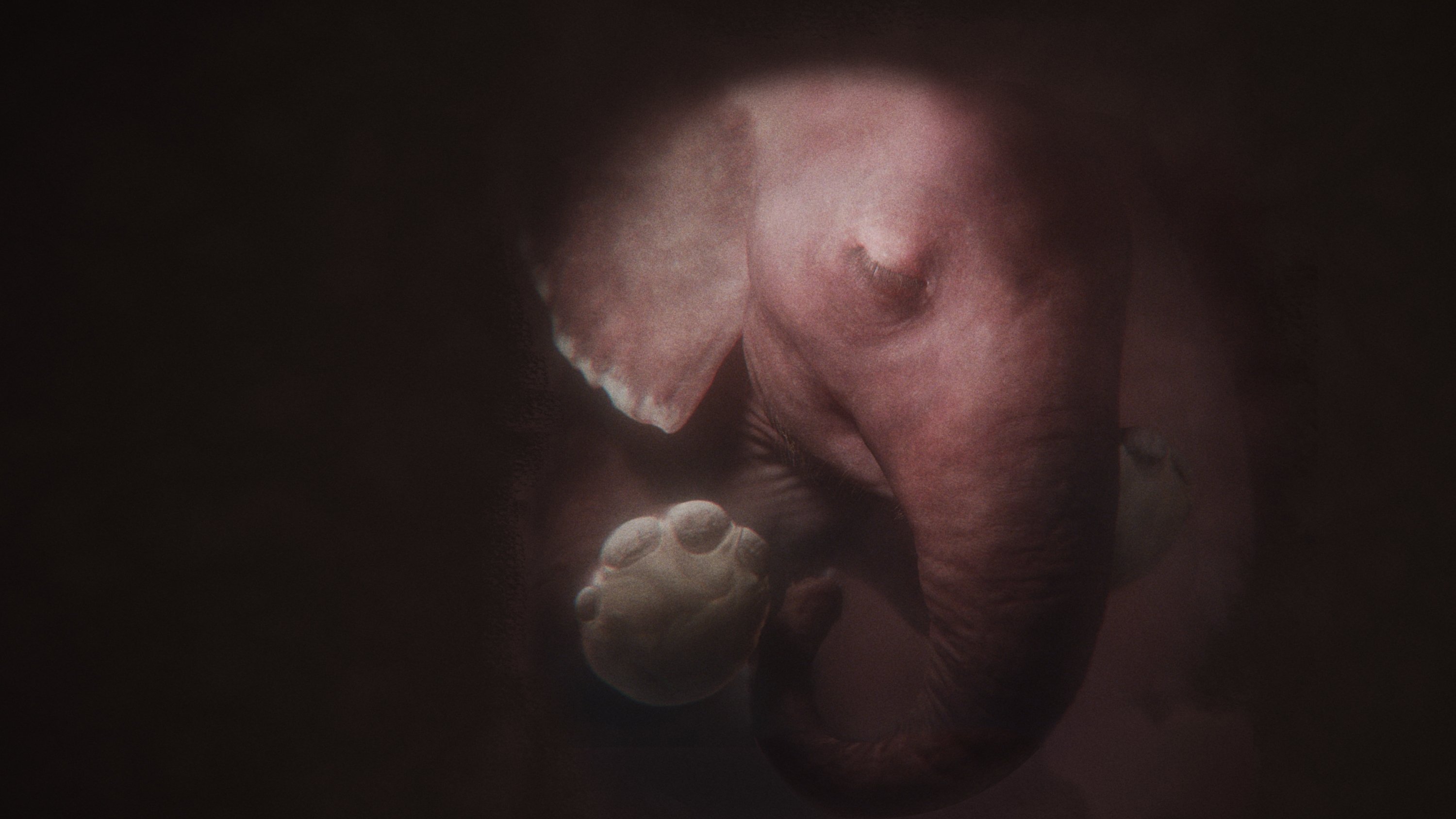 In the Womb: Animal Babies|In the Womb: Animal Babies