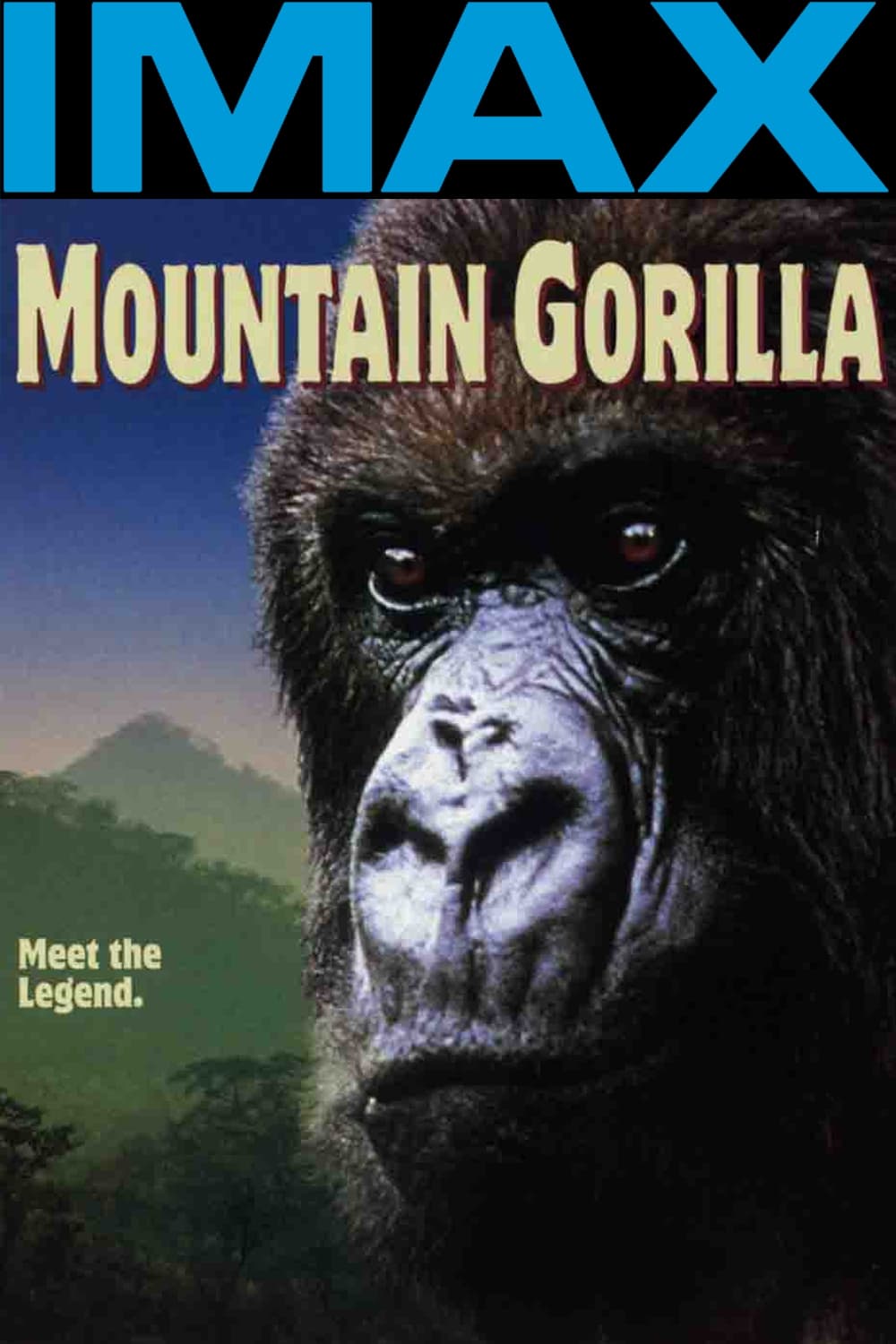 Mountain Gorilla | Mountain Gorilla