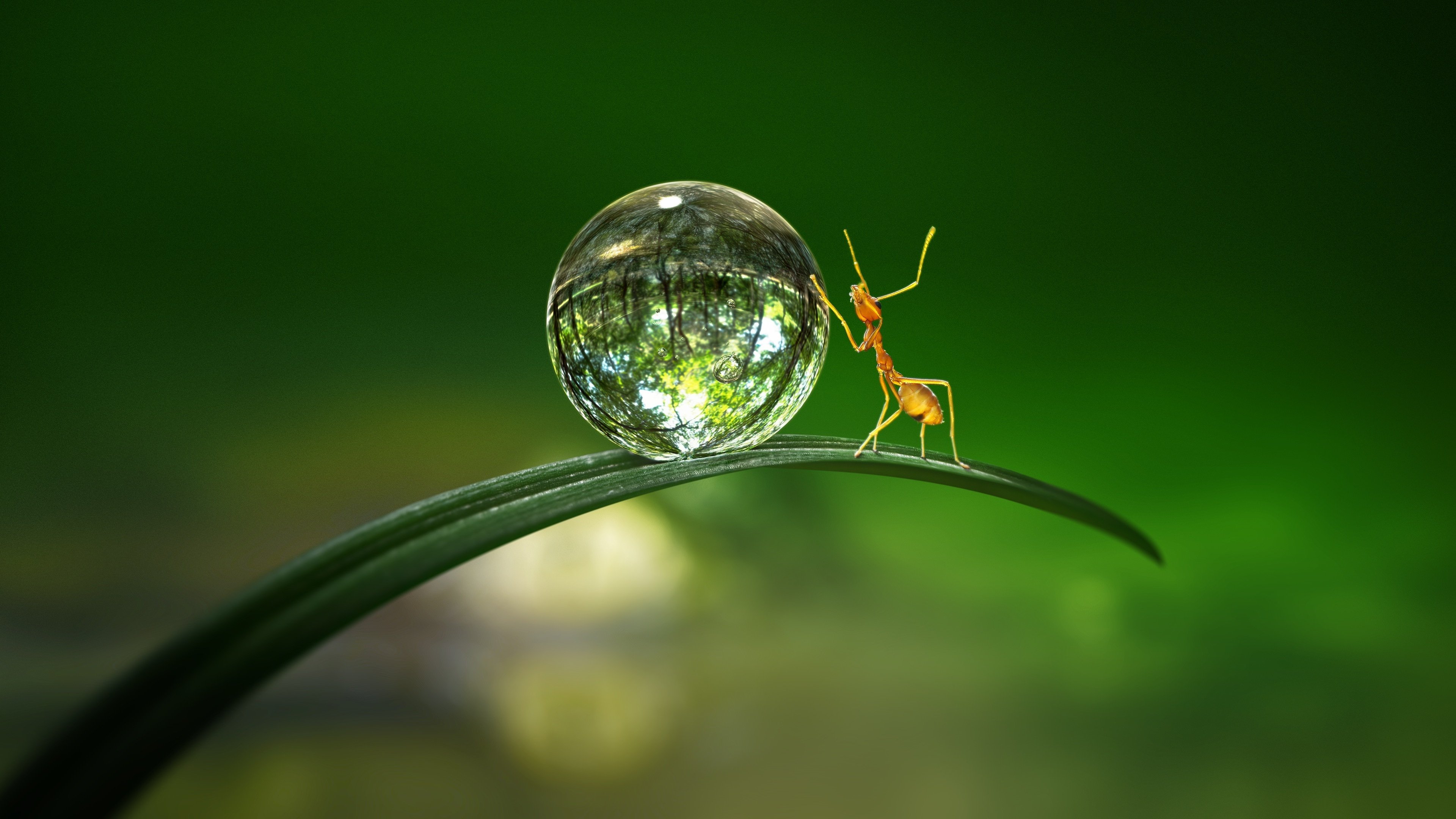 Tiny World|Tiny World