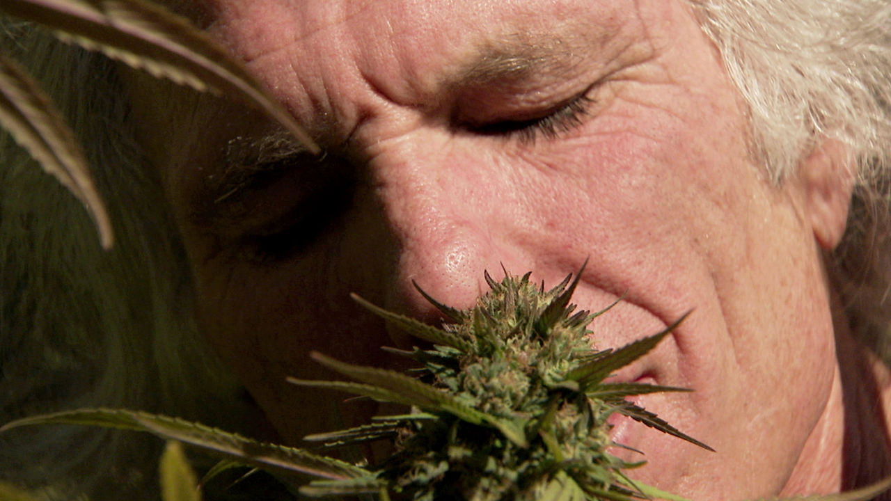 Inside: Medical Marijuana|Inside: Medical Marijuana