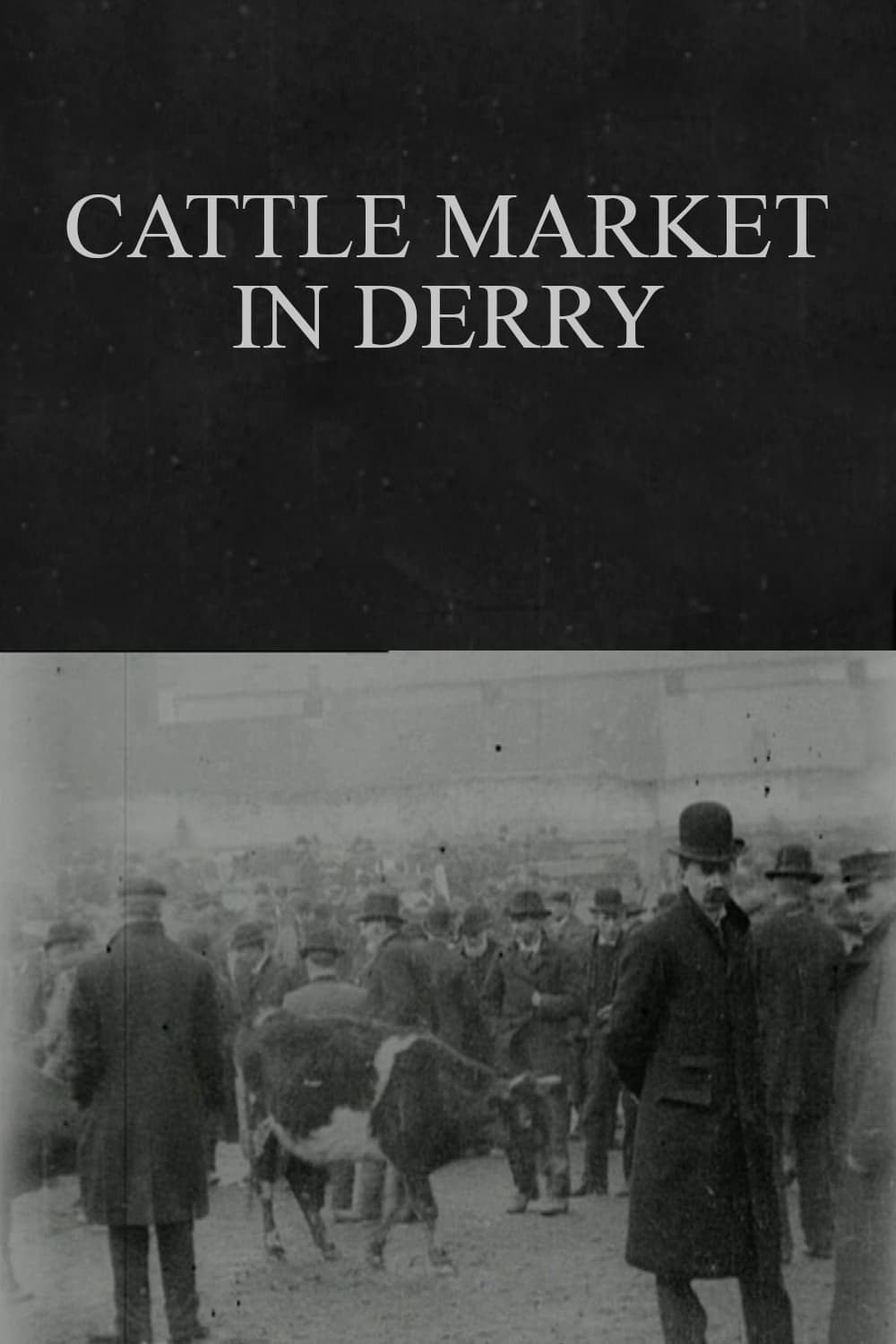 Cattle Market in Derry | Cattle Market in Derry