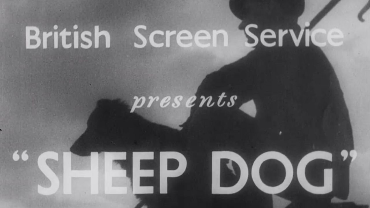 Sheep Dog|Sheep Dog