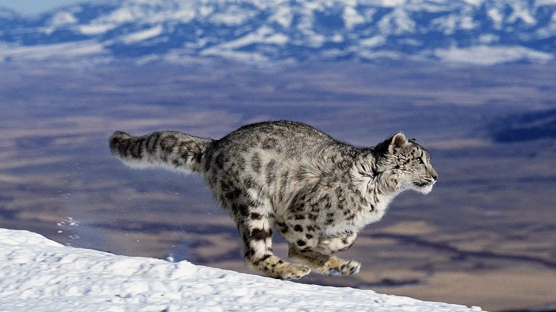 Nature's Fast Attacks|Nature's Fast Attacks