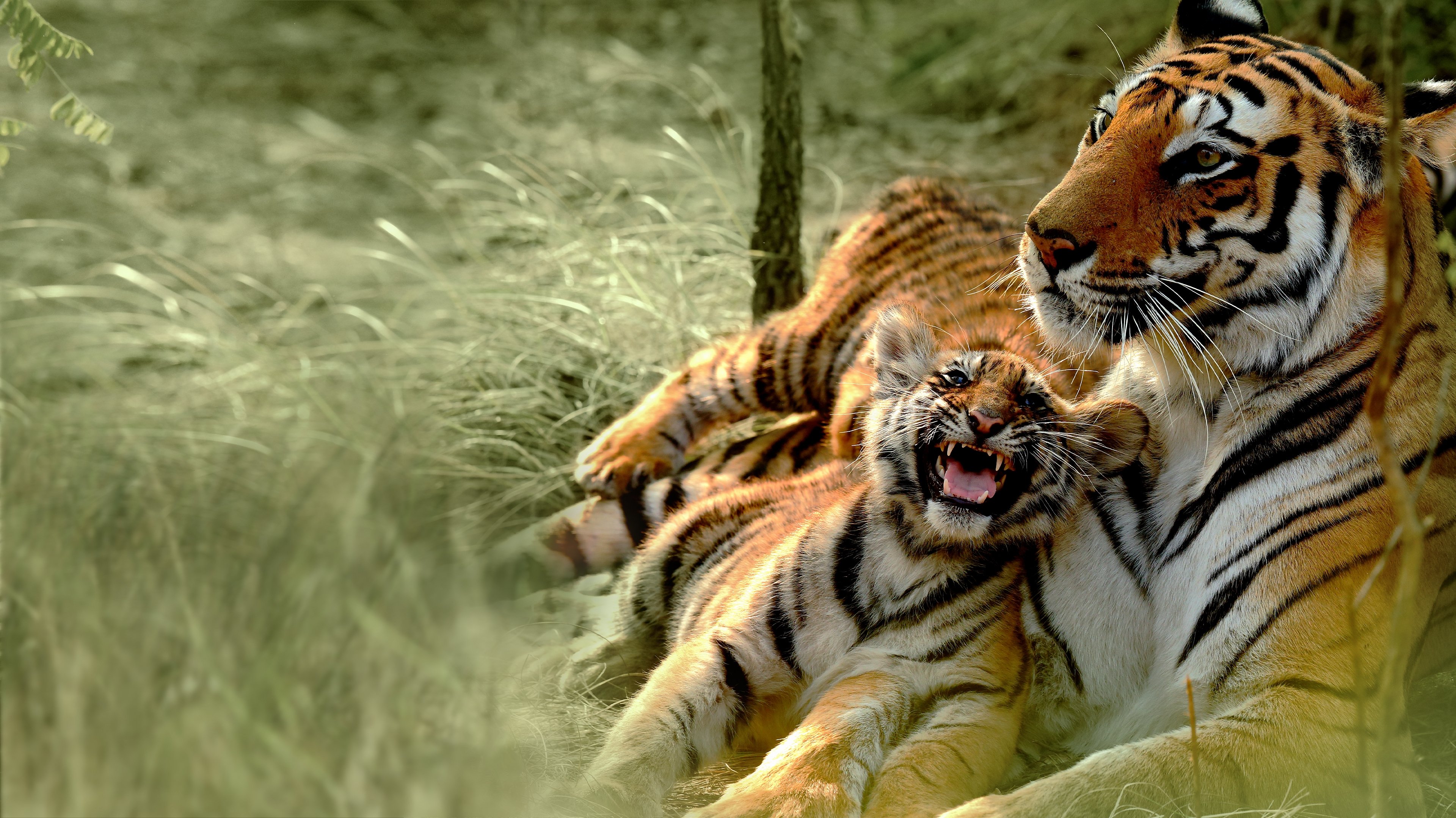 Counting Tigers|Counting Tigers