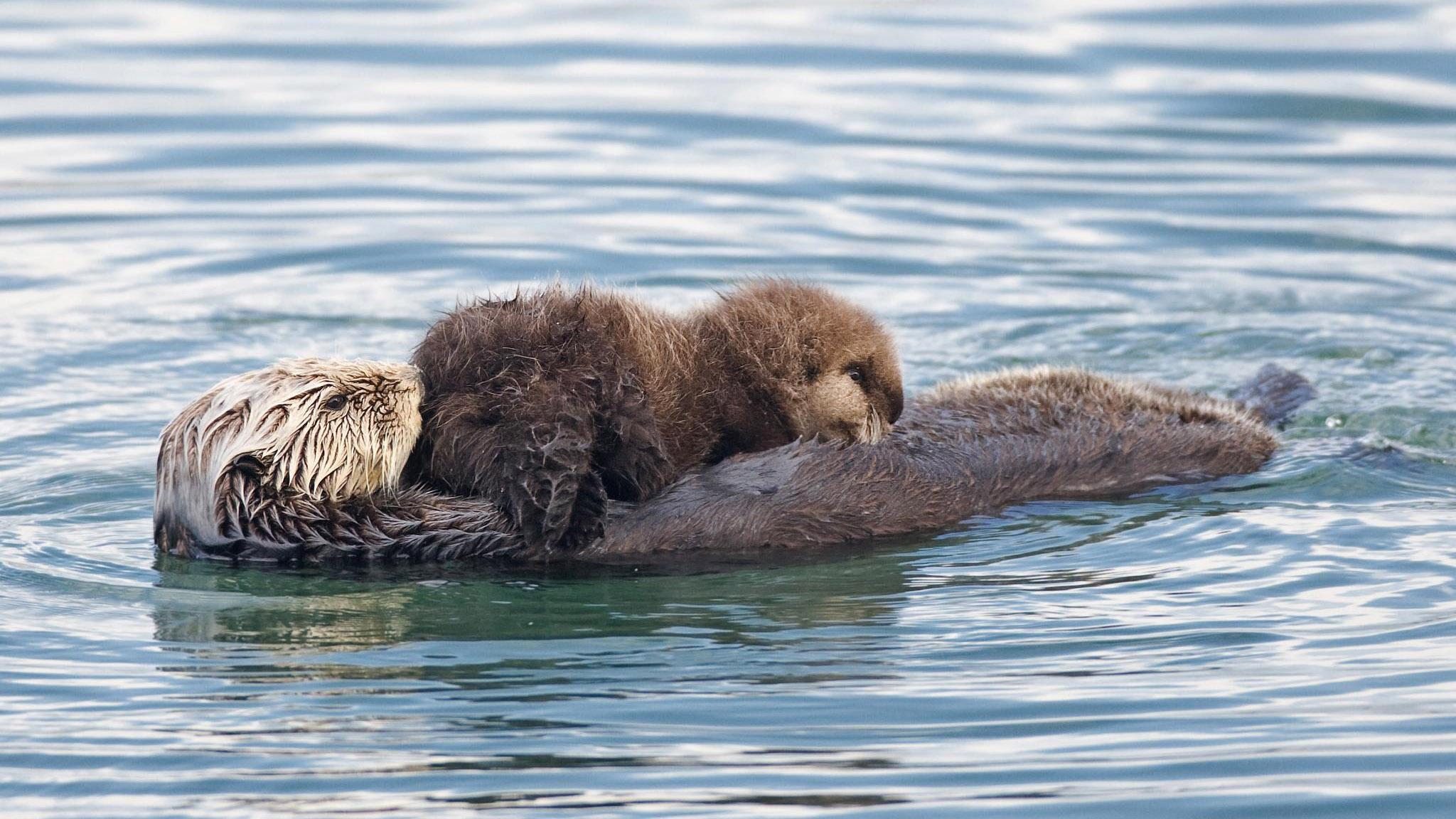 Threatened: The Controversial Struggle of the Southern Sea Otter|Threatened: The Controversial Struggle of the Southern Sea Otter
